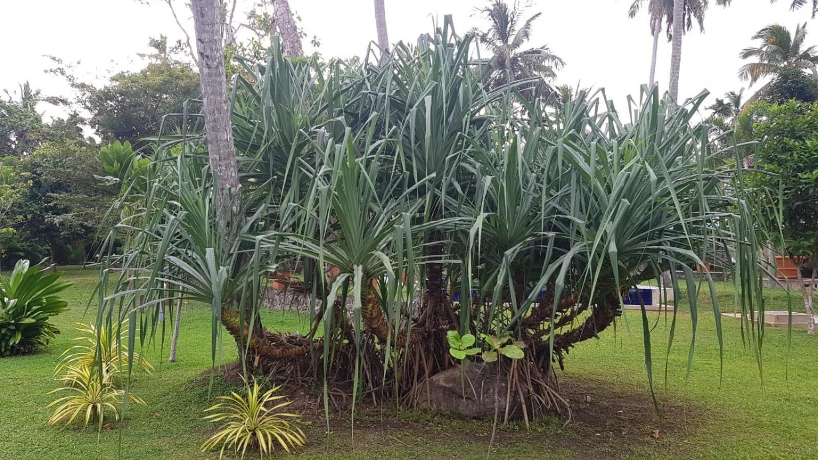 Avalon Village Resort Induruwa Exterior photo